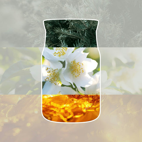 Yankee Candle - Silver Birch - Signature 2 Docht Duftkerze - 567g