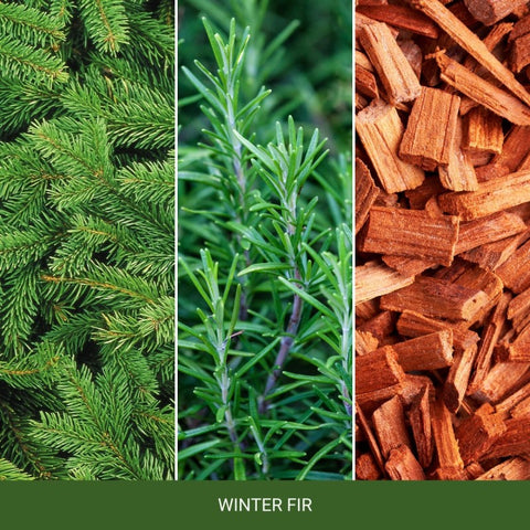 Yankee Candle - Winter Fir - Duftkerze - 340g